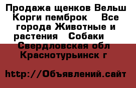 Продажа щенков Вельш Корги пемброк  - Все города Животные и растения » Собаки   . Свердловская обл.,Краснотурьинск г.